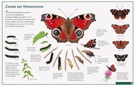 Schmetterling Naturtafel Im Kinderpostershop Und Posterladen Kaufen