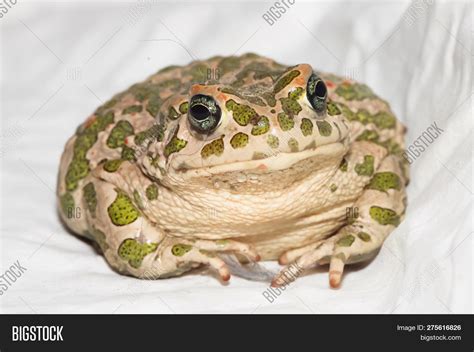 Big Ugly Frog Common Image And Photo Free Trial Bigstock