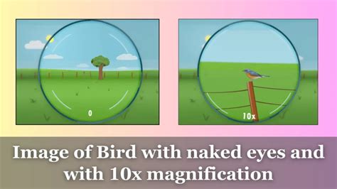 Binoculars Magnification Chart Detailed Explanation Optics Ocean