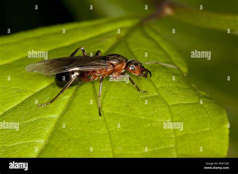 Rote waldameise königin Fotos und Bildmaterial in hoher Auflösung Alamy