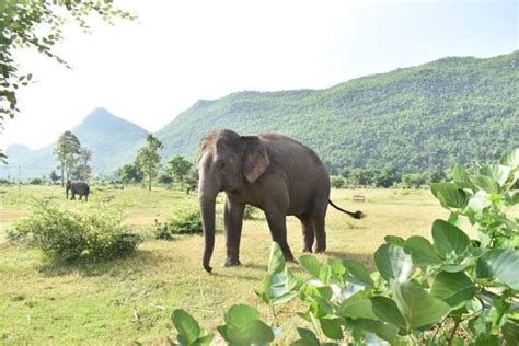 Contact Us Bangkok Elephant Tour