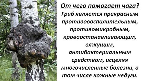 Чага — лечебные свойства и противопоказания, польза и вред, применение
