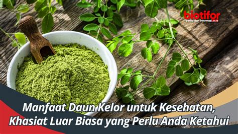 Manfaat Daun Kelor Untuk Kesehatan Khasiat Luar Biasa Yang Perlu Anda