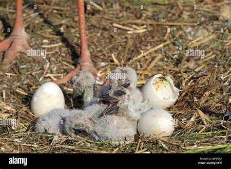 European White Stork Ciconia Ciconia Hatching Chicks In Nest Stock