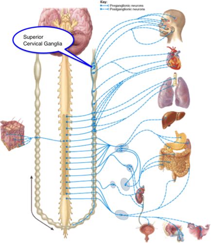 Autonomic Nervous System Flashcards Quizlet