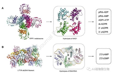 Molecular Plant 柴继杰团队详细综述植物免疫受体的结构生化功能和信号传导机制 知乎