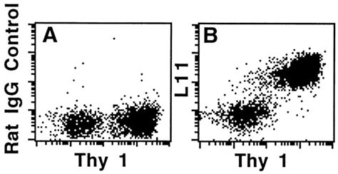 Two Color Flow Cytometric Analyses Of Expression Of L11 Antigen By Ln T