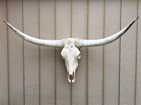 Texas Longhorn Skull And Horns