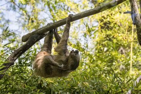 Unau (Linnaeus's Two-Toed Sloth) - Facts, Size, Diet, Pictures - All ...