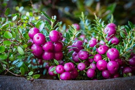 【秋のガーデニング】赤い実がかわいい〈オススメ植物7選〉で秋の実りを楽しんで 鮮やかに色づく果実がおしゃれ！鉢植えで楽しめる植物も