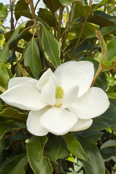 Magnolia Evergreen Tree For Your Pots And Garden My Desired Home