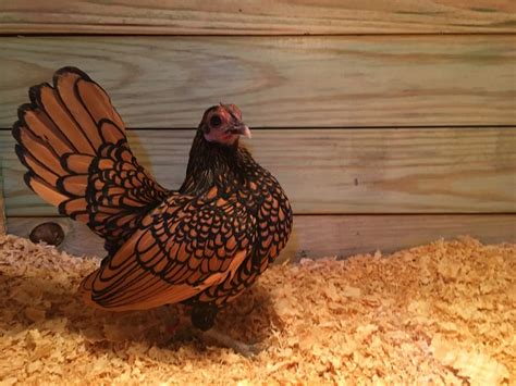 Golden Sebright Bantams