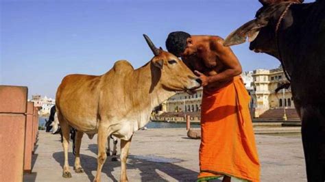 Animal Welfare Board Urges People To Celebrate Cow Hug Day On