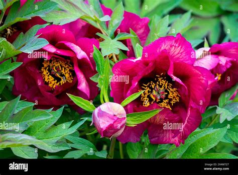 Red Peony Flower Heads Paeonia Gauguin Paeonia Lutea Hybrid Tree