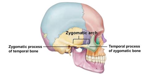 Zygomatic Process Bone Injuries Bones Physiology