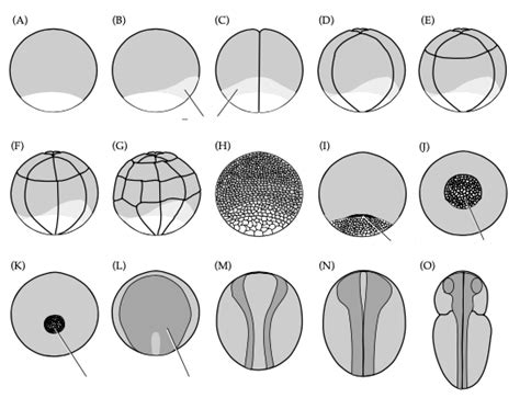 Diagram Amphibian Development 1 Diagram | Quizlet