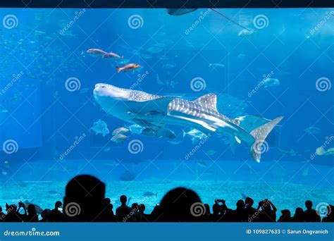 Whale Shark at Churaumi Aquarium Editorial Stock Photo - Image of life ...