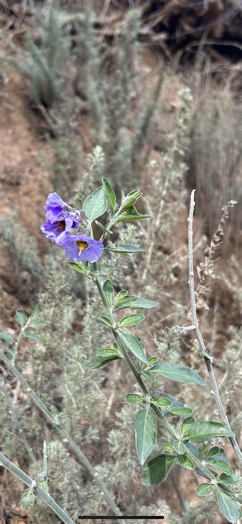 Dudleya And Bluewitch Nightshade Found In Sunol Regional Wilderness