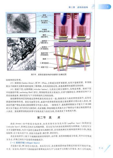 资料下载：皮肤性病学第八版pdf