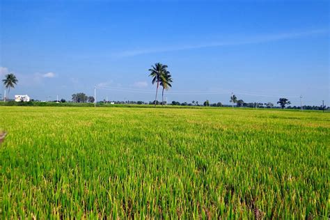 Rice Fields Gangavati Karnataka Free Photo On Pixabay