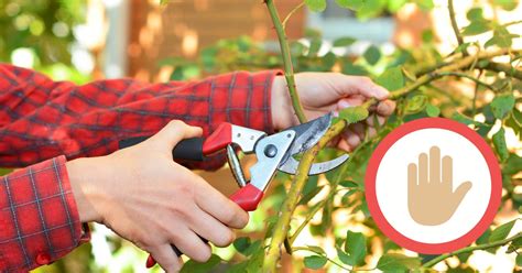 17 Plants You Should Never Prune In The Fall Complete Gardening