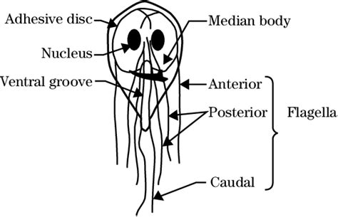 Giardia Trophozoite Courtesy Of Dr James M Smith Mcgill University Download Scientific