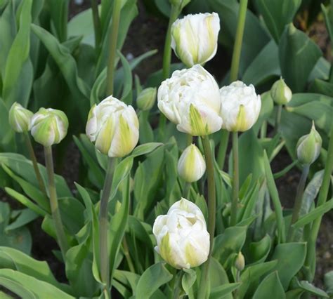 Tulipa Mount Tacoma Gefüllte späte Tulpe raimund Biogartenbedarf