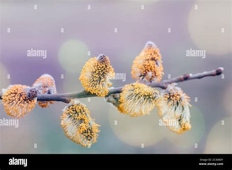 Pussy Willow Holiday Spring Background Stock Photo Alamy