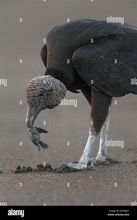 Black Vulture Coragyps Atratus Feeding On Olive Ridley Sea Turtle