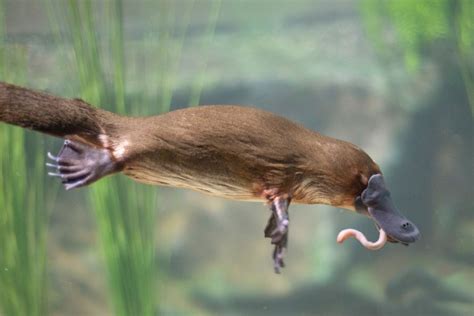 Do Platypus Have Stomachs Exploring Monotreme Digestion Ocean Action Hub