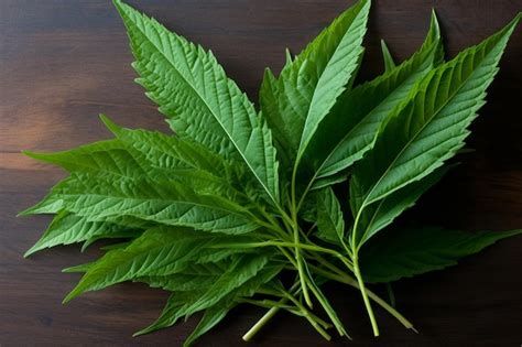 Premium Photo Lemon Verbena Leaves Creating A Frame Around A Lemonade