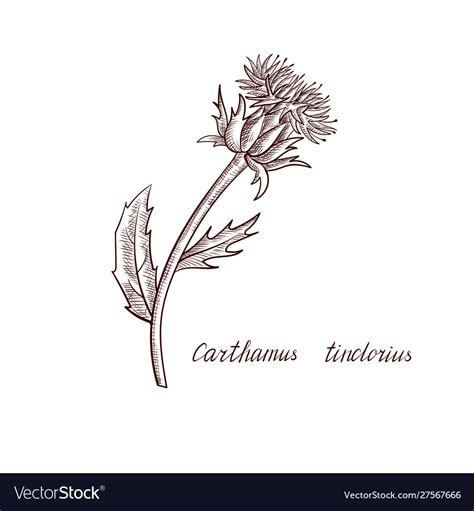 Drawing Safflower Plant Royalty Free Vector Image