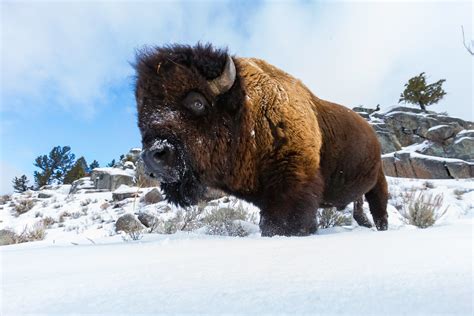 «bison» HD wallpapers