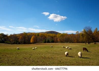 93 Guard Llama Images, Stock Photos & Vectors | Shutterstock