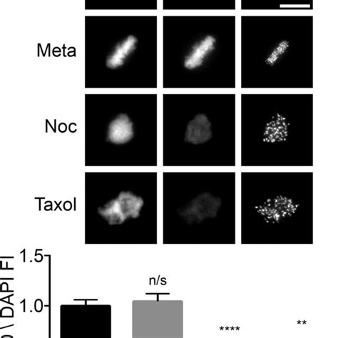 Gtse Modulates Aurora B Kinase Activity During Mitosis A Left