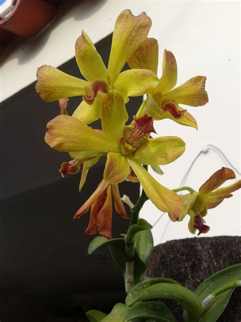 Orquidea