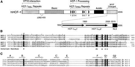 Hcf 1 Contains Two Fn3 Like Repeats A Structural Features Of Human Download Scientific