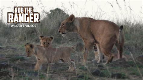 Lion Cubs In The Morning Maasai Mara Safari Zebra Plains Youtube