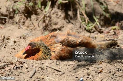 Free sleeping chicken Images, Pictures, and Royalty-Free Stock Photos ...