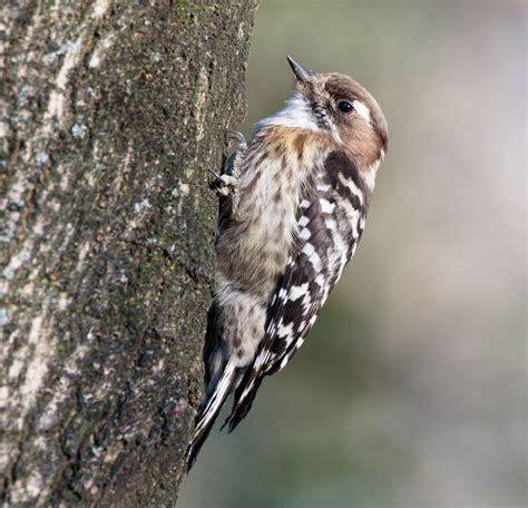 Japanese Pygmy Woodpecker Alchetron The Free Social Encyclopedia