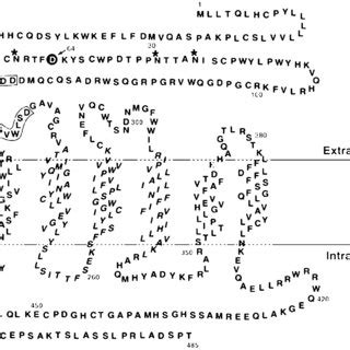 Schematic representation of the rat glucagon receptor primary and ...