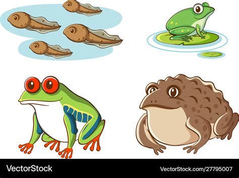 Isolated Picture Tadpoles And Frogs Royalty Free Vector