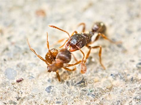 My 25 Images Show The Secret Life Of Ants Bored Panda