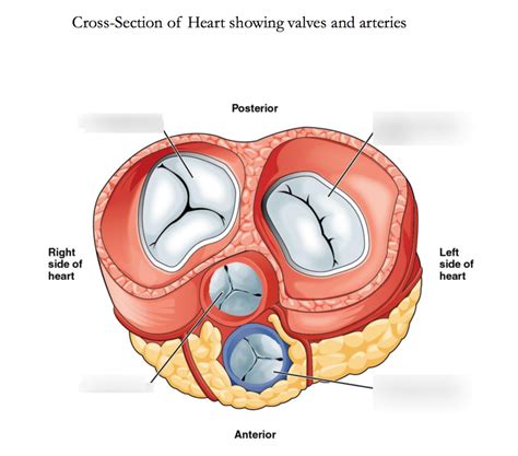 diagram  chapter  cross section  heart showing valves