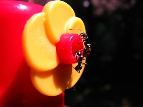 How To Keep Ants Off Hummingbird Feeder: 9 Effortless Tips - Love The Birds