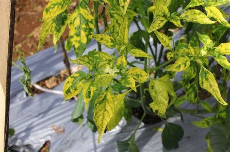 Pepper Plants Turning Yellow Why And What To Do