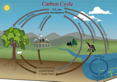 The Carbon Cycle - Castell Alun High School - Biology