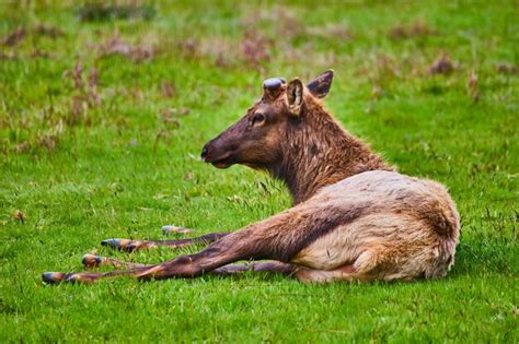 Premium Photo Large Elk Resting In A Grass Field