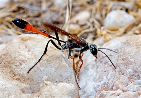 Sphecidae Grabwespen Thread Waisted Wasps Focusnatura