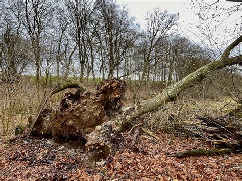 mywort Wer Wind sät wird Sturm ernten